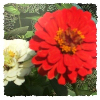 f:id:rainy63garden:20140811214403j:plain f:id:rainy63garden:20140811214403j:plain