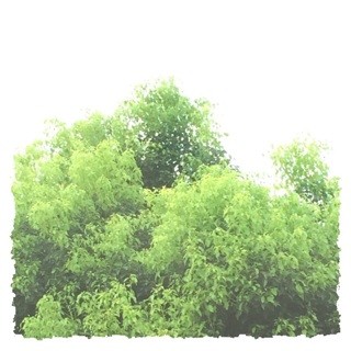 f:id:rainy63garden:20140829114903j:plain f:id:rainy63garden:20140829114903j:plain