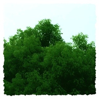 f:id:rainy63garden:20140908134652j:plain f:id:rainy63garden:20140908134652j:plain