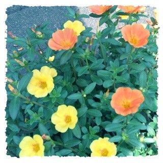 f:id:rainy63garden:20140910123044j:plain f:id:rainy63garden:20140910123044j:plain