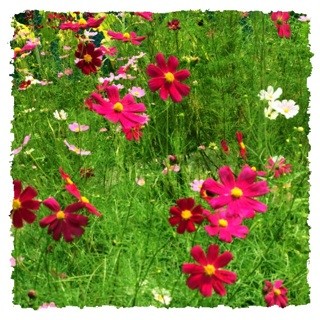f:id:rainy63garden:20140910123120j:plain f:id:rainy63garden:20140910123120j:plain