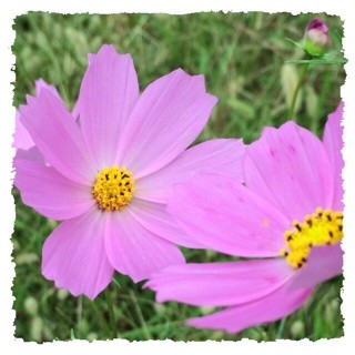 f:id:rainy63garden:20140920140213j:plain f:id:rainy63garden:20140920140213j:plain