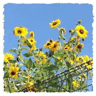 f:id:rainy63garden:20140923202732j:plain f:id:rainy63garden:20140923202732j:plain