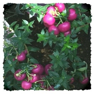 f:id:rainy63garden:20140923202746j:plain f:id:rainy63garden:20140923202746j:plain