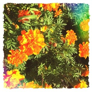 f:id:rainy63garden:20140930090326j:plain f:id:rainy63garden:20140930090326j:plain