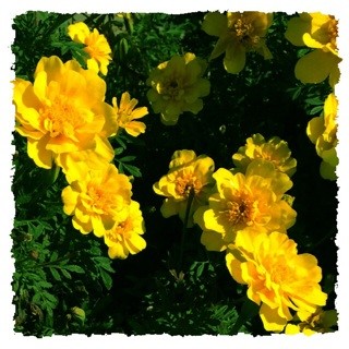 f:id:rainy63garden:20140930090339j:plain f:id:rainy63garden:20140930090339j:plain