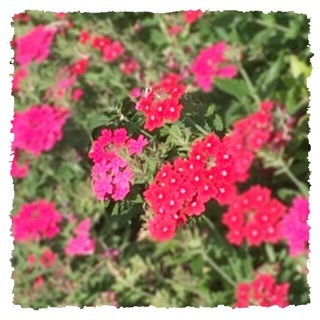 f:id:rainy63garden:20141002064248j:plain f:id:rainy63garden:20141002064248j:plain