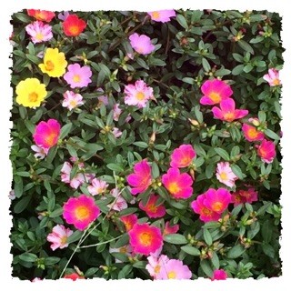 f:id:rainy63garden:20141002064421j:plain f:id:rainy63garden:20141002064421j:plain