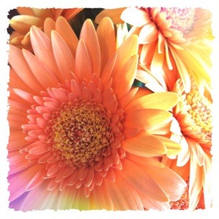 f:id:rainy63garden:20141010183109j:plain f:id:rainy63garden:20141010183109j:plain