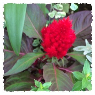 f:id:rainy63garden:20141017154733j:plain f:id:rainy63garden:20141017154733j:plain