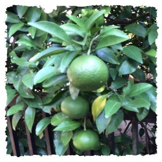 f:id:rainy63garden:20141020041728j:plain f:id:rainy63garden:20141020041728j:plain