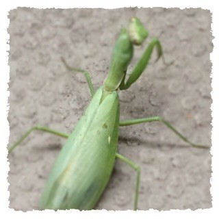 f:id:rainy63garden:20141020182520j:plain f:id:rainy63garden:20141020182520j:plain