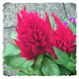 f:id:rainy63garden:20141116063603j:plain f:id:rainy63garden:20141116063603j:plain