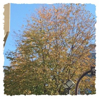 f:id:rainy63garden:20141119210157j:plain f:id:rainy63garden:20141119210157j:plain