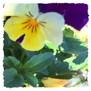 f:id:rainy63garden:20141127091551j:plain f:id:rainy63garden:20141127091551j:plain