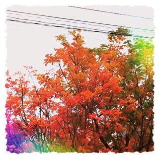 f:id:rainy63garden:20141130201522j:plain f:id:rainy63garden:20141130201522j:plain