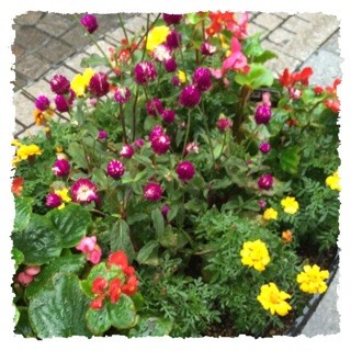 f:id:rainy63garden:20141202045556j:plain f:id:rainy63garden:20141202045556j:plain
