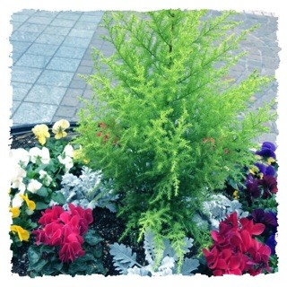 f:id:rainy63garden:20141211205244j:plain f:id:rainy63garden:20141211205244j:plain