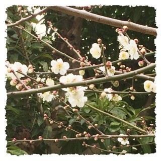 f:id:rainy63garden:20150225063234j:plain f:id:rainy63garden:20150225063234j:plain