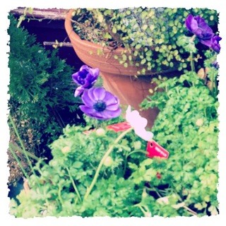 f:id:rainy63garden:20150225063417j:plain f:id:rainy63garden:20150225063417j:plain
