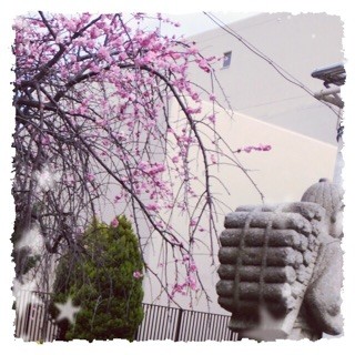 f:id:rainy63garden:20150305170916j:plain f:id:rainy63garden:20150305170916j:plain