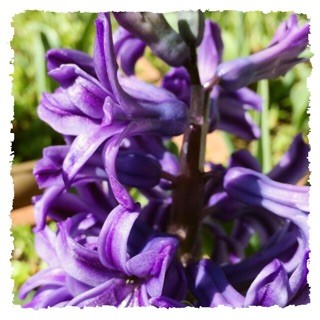 f:id:rainy63garden:20150325111559j:plain f:id:rainy63garden:20150325111559j:plain