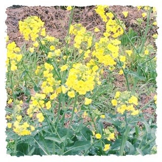 f:id:rainy63garden:20150407151855j:plain f:id:rainy63garden:20150407151855j:plain