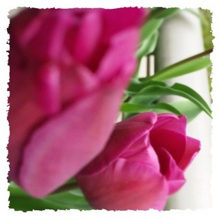 f:id:rainy63garden:20150407151922j:plain f:id:rainy63garden:20150407151922j:plain
