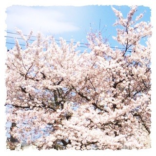 f:id:rainy63garden:20150407152829j:plain f:id:rainy63garden:20150407152829j:plain