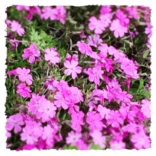 f:id:rainy63garden:20150416191038j:plain f:id:rainy63garden:20150416191038j:plain