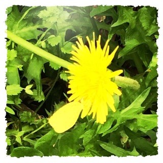 f:id:rainy63garden:20150416191100j:plain f:id:rainy63garden:20150416191100j:plain