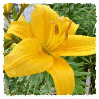 f:id:rainy63garden:20150603131107j:image f:id:rainy63garden:20150603131107j:image