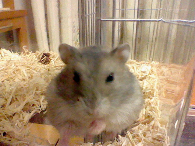 f:id:rameko-98:20130322191107j:plain f:id:rameko-98:20130322191107j:plain