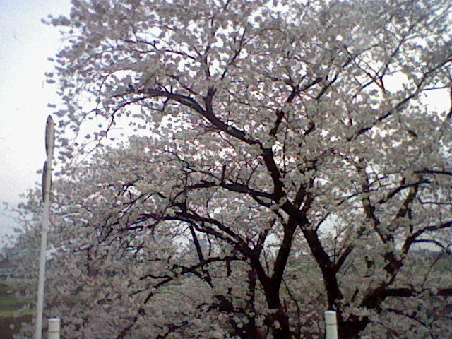 f:id:rameko-98:20130323173817j:plain f:id:rameko-98:20130323173817j:plain