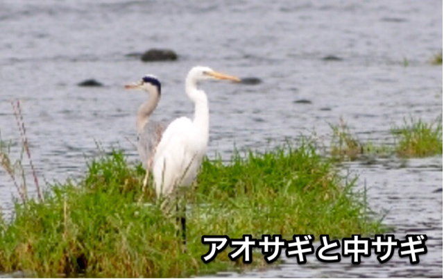 f:id:ramusan:20141111133807j:plain f:id:ramusan:20141111133807j:plain