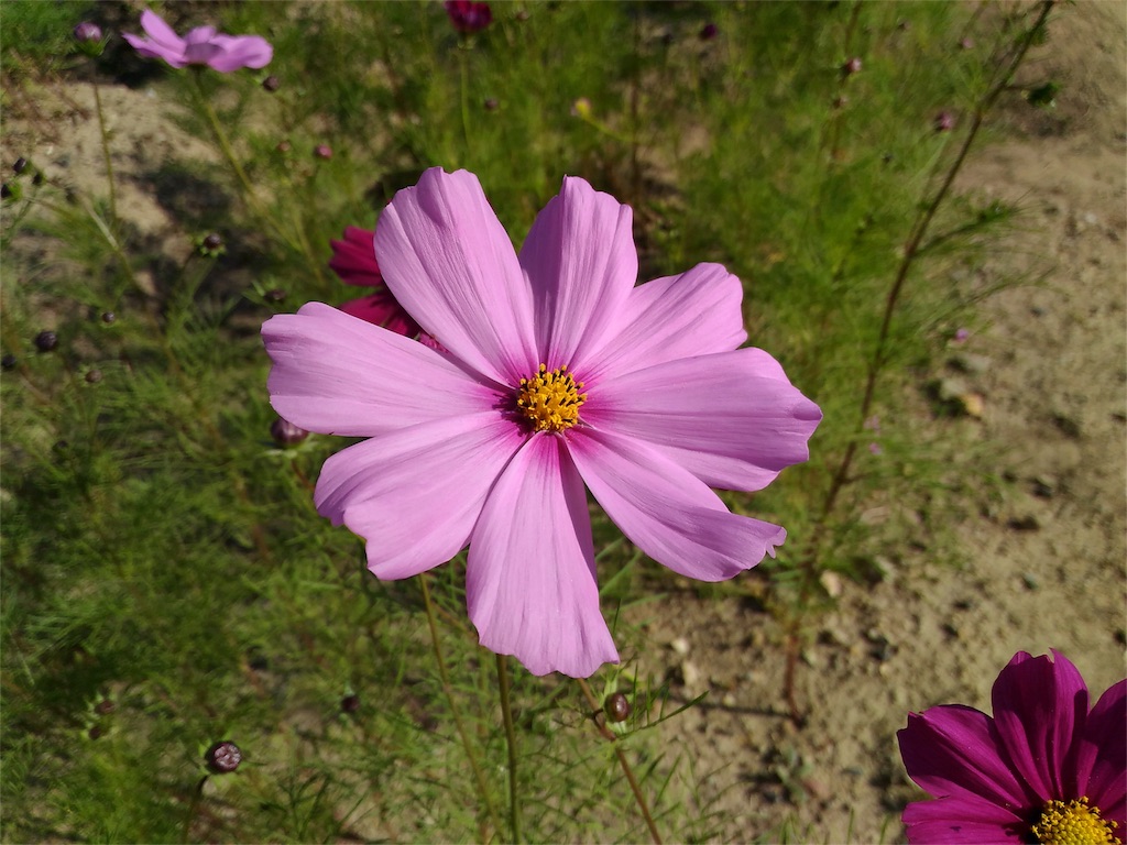 f:id:rankingwatcher:20151016160909j:image f:id:rankingwatcher:20151016160909j:image