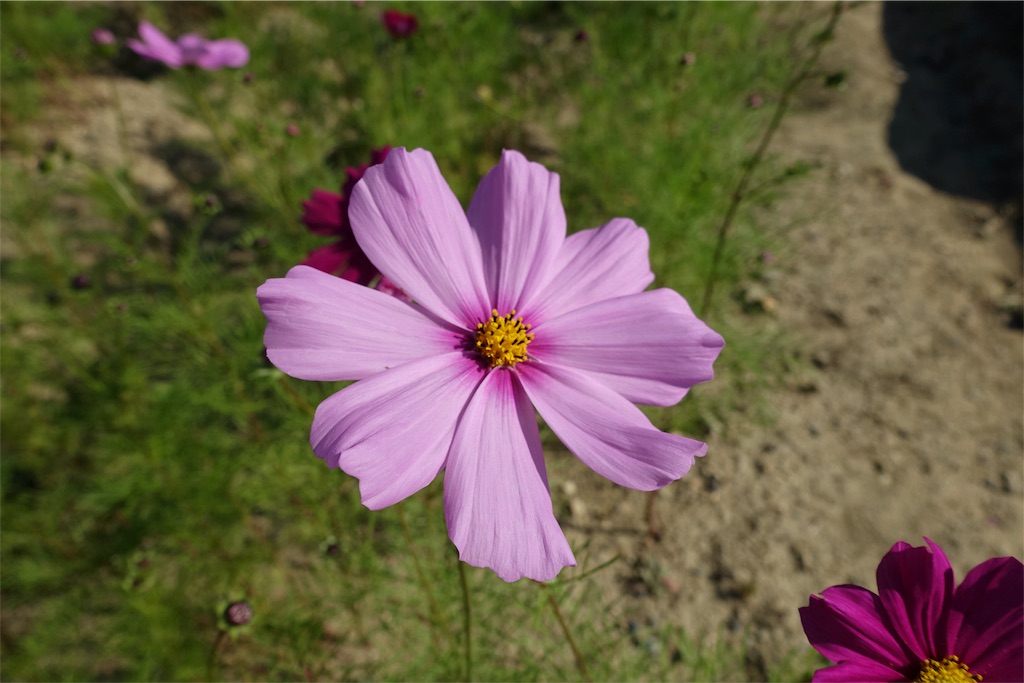f:id:rankingwatcher:20151016161237j:image f:id:rankingwatcher:20151016161237j:image