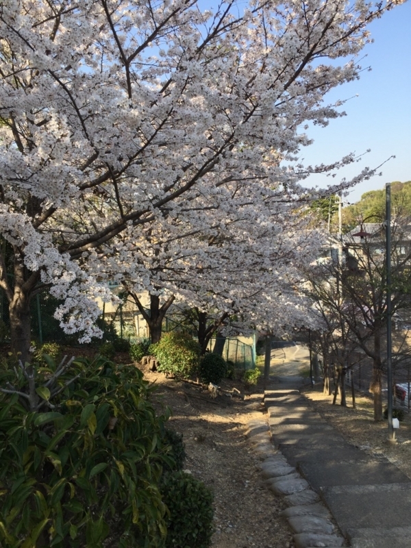 http://cdn-ak.f.st-hatena.com/images/fotolife/r/rappappaneko/20180402/20180402103708.jpg