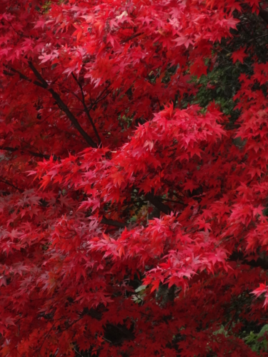 f:id:rashinzu:20141124135421j:plain f:id:rashinzu:20141124135421j:plain