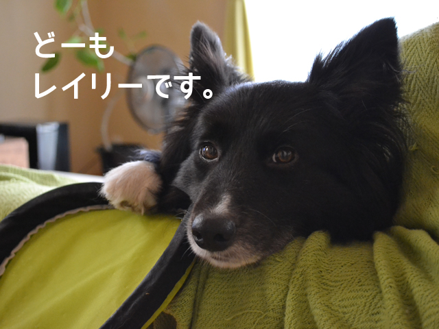 f:id:rebirth3:20130623140623j:plain f:id:rebirth3:20130623140623j:plain