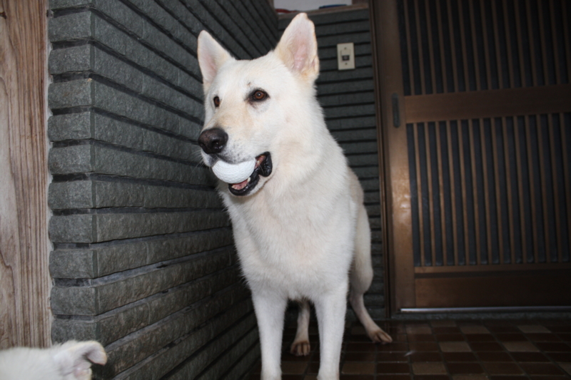 f:id:reeyan:20081005141041j:image