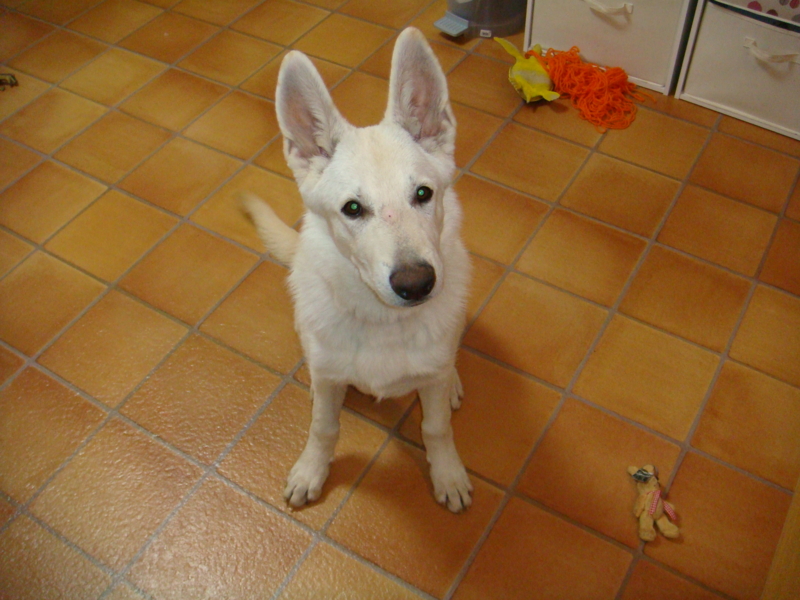 f:id:reeyan:20081208190505j:image f:id:reeyan:20081208190505j:image