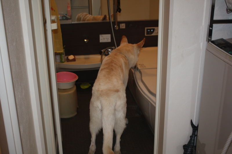 f:id:reeyan:20091228220728j:image