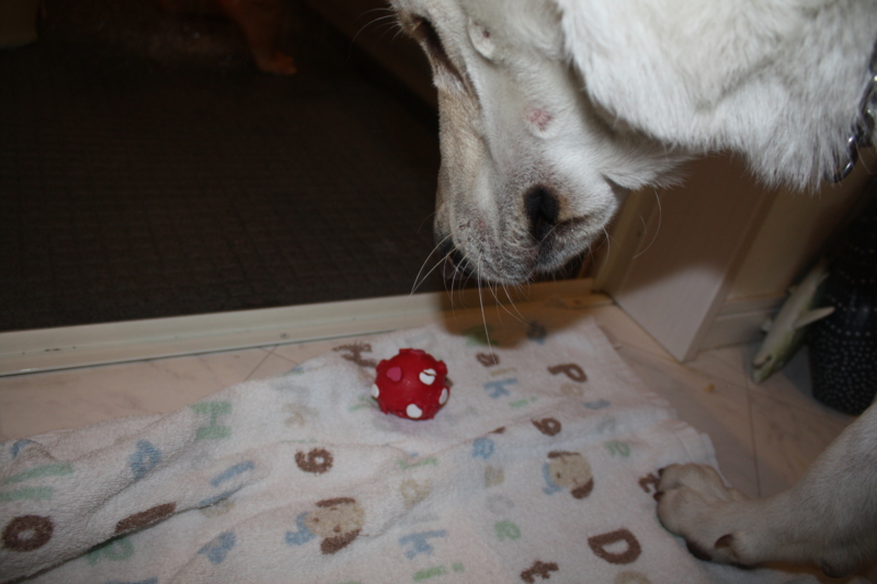 f:id:reeyan:20091228221240j:image