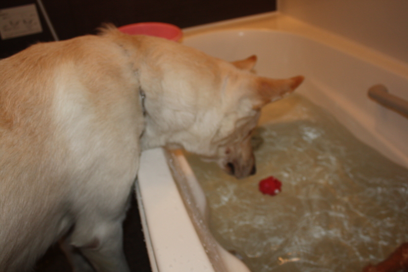 f:id:reeyan:20091228221318j:image