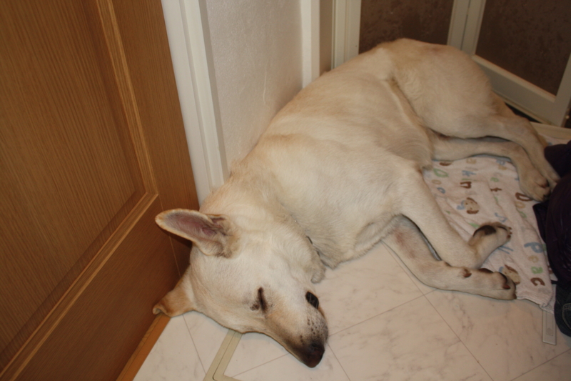 f:id:reeyan:20091228223947j:image