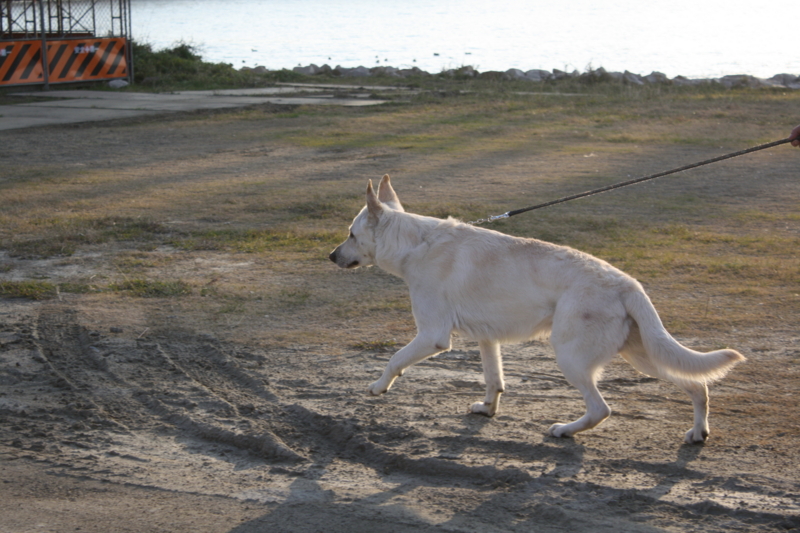 f:id:reeyan:20100102083354j:image