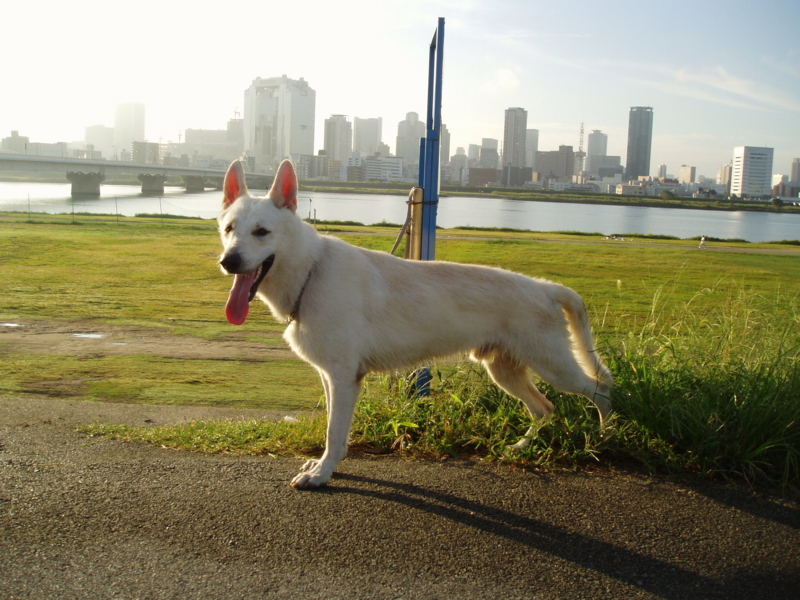 f:id:reeyan:20100116191530j:image