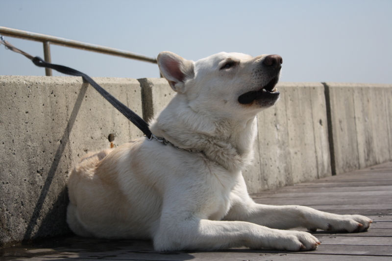 f:id:reeyan:20100403105028j:image f:id:reeyan:20100403105028j:image