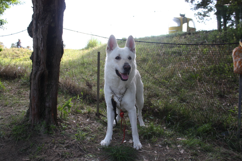 f:id:reeyan:20100501151634j:image